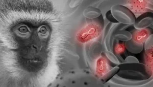 La viruela del mono tiene nuevo nombre: la OMS la denominó “mpox”